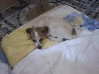 Cachorro ra a não tem  idade Abaixo de 2 meses nome não tem 