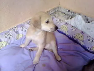 Cachorro ra a não tem  idade Abaixo de 2 meses nome não tem 