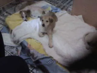 Cachorro ra a não tem  idade Abaixo de 2 meses nome não tem 
