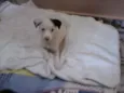 não tem 