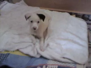 Cachorro ra a não tem  idade Abaixo de 2 meses nome não tem 