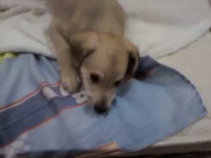 Cachorro raça não tem  idade Abaixo de 2 meses nome não tem 