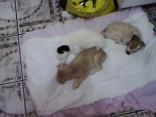 Cachorro ra a não tem  idade Abaixo de 2 meses nome não tem 