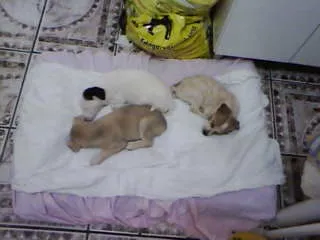 Cachorro ra a não tem  idade Abaixo de 2 meses nome não tem 