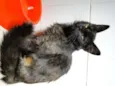 Lila