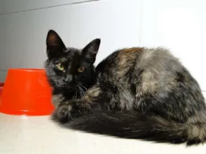 Gato raça SRD idade 2 a 6 meses nome Lila