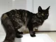 Lila