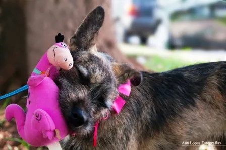 Cachorro ra a SRD idade 2 a 6 meses nome Paçoca