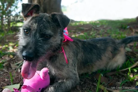 Cachorro ra a SRD idade 2 a 6 meses nome Paçoca