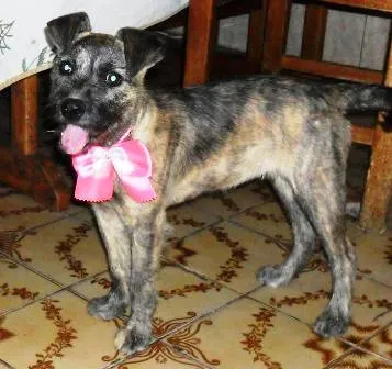 Cachorro ra a SRD idade 2 a 6 meses nome Paçoca