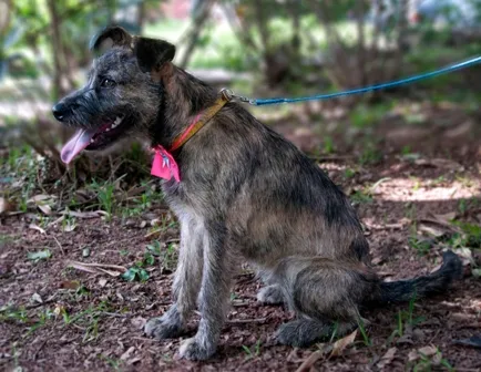 Cachorro ra a SRD idade 2 a 6 meses nome Paçoca