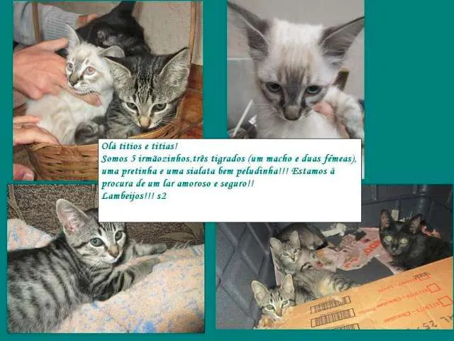 Gato raça SRD idade 2 a 6 meses nome Lindos Gatinhos