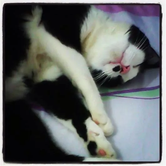 Gato raça SRD idade Abaixo de 2 meses nome filhotes