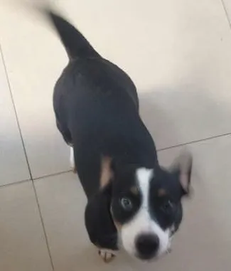 Cachorro ra a Fox idade 7 a 11 meses nome Kyra
