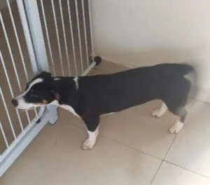 Cachorro raça Fox idade 7 a 11 meses nome Kyra