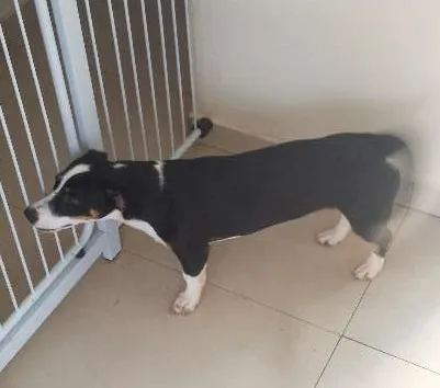Cachorro ra a Fox idade 7 a 11 meses nome Kyra