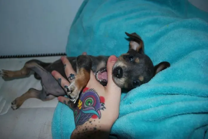 Cachorro ra a  idade 2 a 6 meses nome Bilu