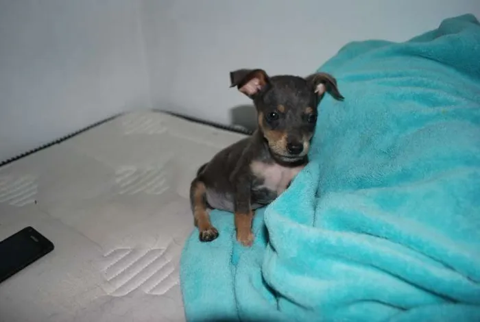 Cachorro ra a  idade 2 a 6 meses nome Bilu