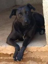 Cachorro raça SRD idade  nome Kate