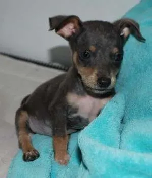 Cachorro raça  idade 2 a 6 meses nome Bilu