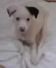 não tem 