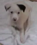 Cachorro ra a não tem  idade Abaixo de 2 meses nome não tem 