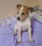 Cachorro raça não tem  idade Abaixo de 2 meses nome não tem 