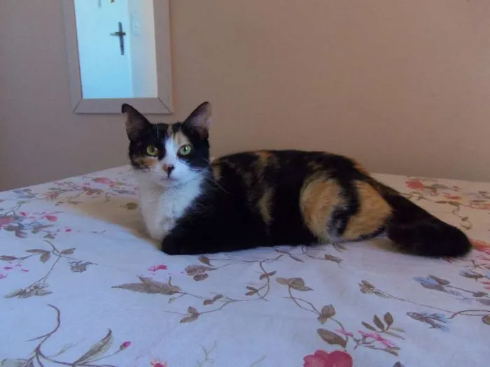 Gato ra a SRD idade 2 anos nome Sem nome Mãe