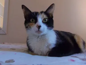 Gato raça SRD idade 2 anos nome Sem nome Mãe