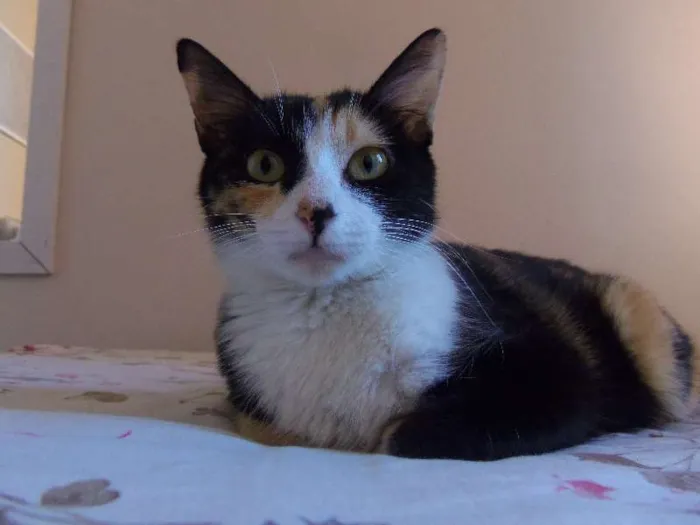 Gato ra a SRD idade 2 anos nome Sem nome Mãe