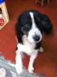 Bob