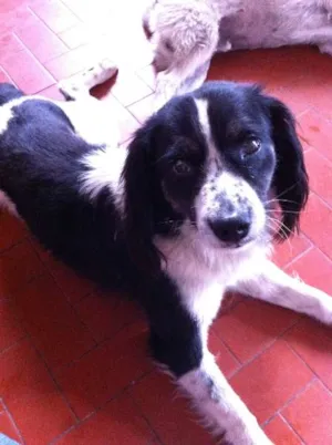 Cachorro raça Cocker com Viralata idade 4 anos nome Bob