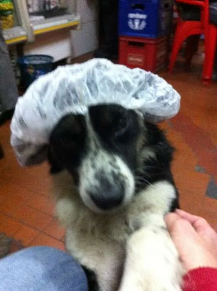 Cachorro ra a Cocker com Viralata idade 4 anos nome Bob