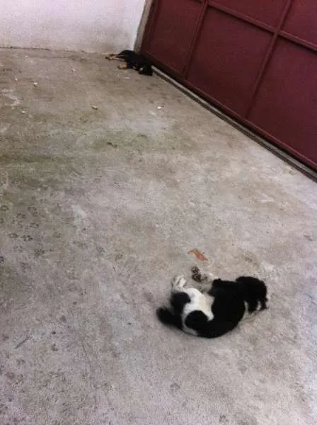 Cachorro ra a Cocker com Viralata idade 4 anos nome Bob
