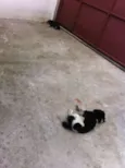 Bob