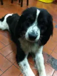 Bob