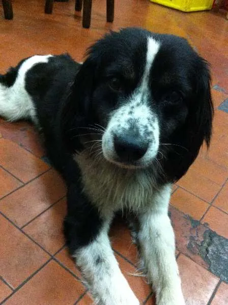 Cachorro ra a Cocker com Viralata idade 4 anos nome Bob