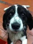 Bob
