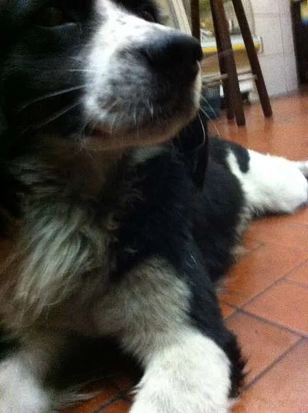 Cachorro ra a Cocker com Viralata idade 4 anos nome Bob