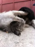Bob