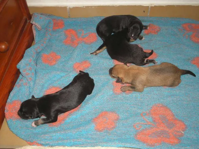 Cachorro ra a SRD idade Abaixo de 2 meses nome sem nomes