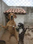 BECA