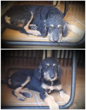 Cachorro raça SRD idade 7 a 11 meses nome Guri