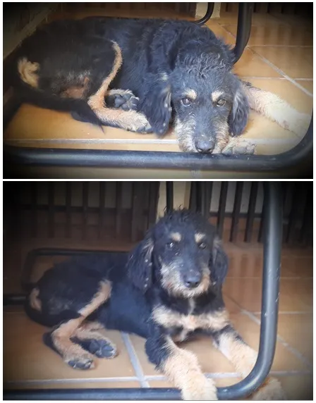 Cachorro ra a SRD idade 7 a 11 meses nome Guri