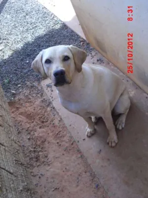 Cachorro raça Labrador idade 2 anos nome Dara GRATIFICA