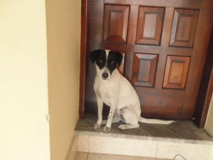 Cachorro ra a SRD idade 7 a 11 meses nome não sei 