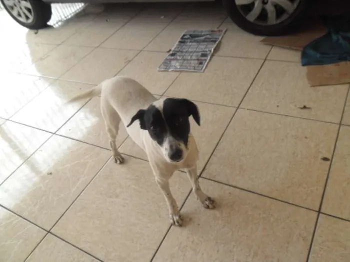 Cachorro ra a SRD idade 7 a 11 meses nome não sei 