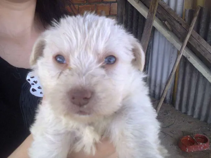 Cachorro ra a SRD idade 2 a 6 meses nome ursinho