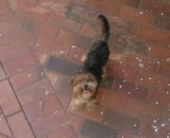 Cachorro ra a yorkshire idade 2 anos nome Tininha