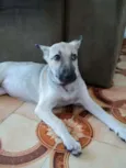 NINA